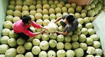 过年吃三白瓜,品三白瓜，共享团圆美味时光