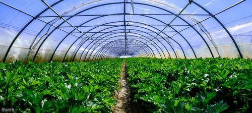 理性吃瓜不影响大棚,助力大棚产业健康发展