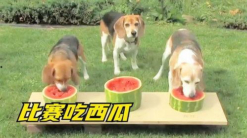 吃瓜的大狗子,吃瓜大狗子的趣味生活揭秘