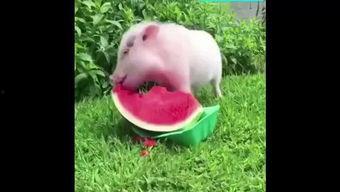 吃小猪瓜,舌尖上的甜蜜诱惑，探寻传统美食的魅力