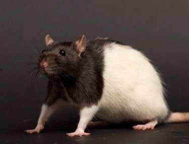 花枝鼠吃瓜,花枝鼠的夏日瓜果盛宴