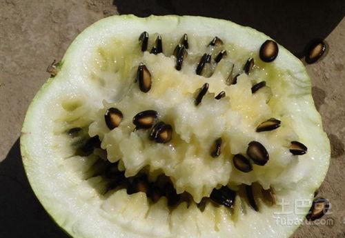 韩国人吃籽瓜,籽瓜的独特魅力