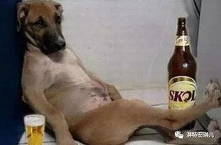 喝醉酒狗吃瓜,一场意外的美食盛宴