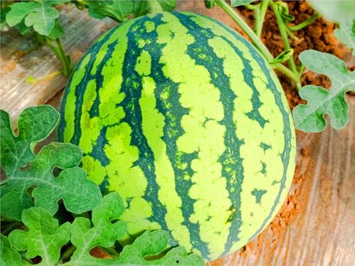 棚瓜咋吃,探索美味新境界