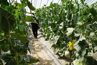 最新株洲吃瓜视频,揭秘街头热事，笑料连连