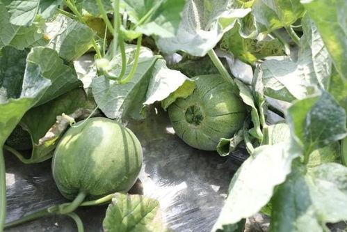 这个季节吃的瓜