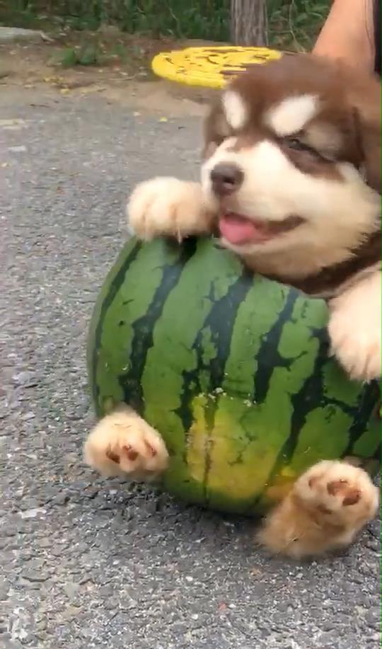 狗吃烧瓜