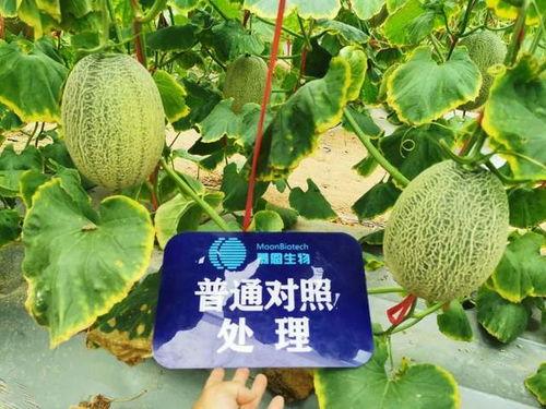 鹭卓吃瓜后续,揭秘娱乐圈风云再起